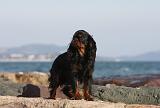 KING CHARLES SPANIEL 052